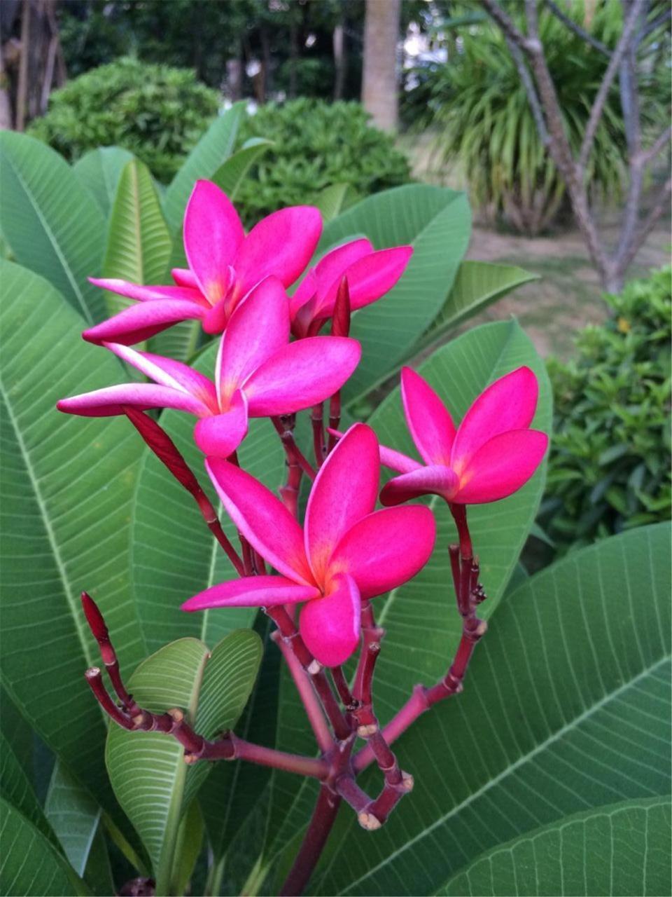 Gentle Grown Sanya Seashore Hotel Esterno foto